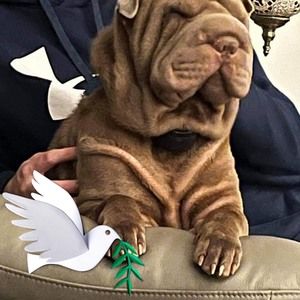 Meet your Posher, Dottie